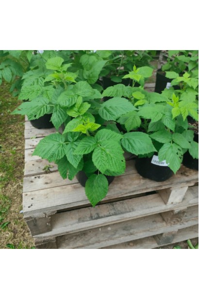 Саджанці малини Ярославна в горщику